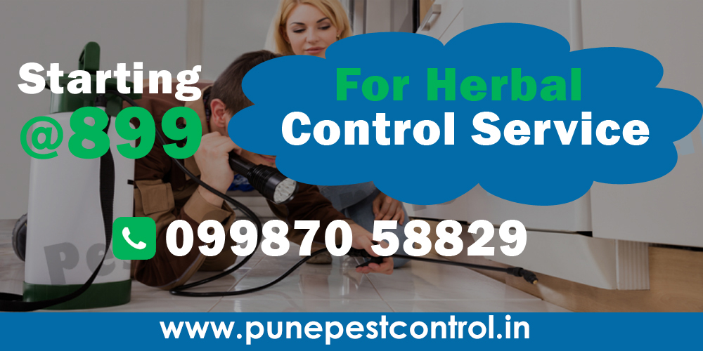 Herbal Pest Control